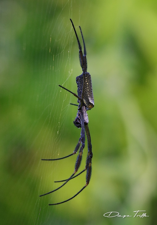 Photo Araña Tejedora Dorada
