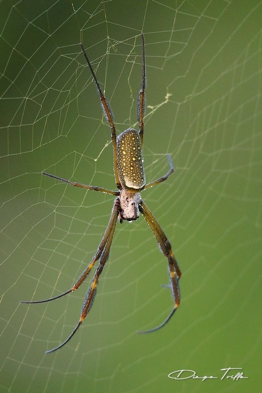 Photo Araña Tejedora Dorada