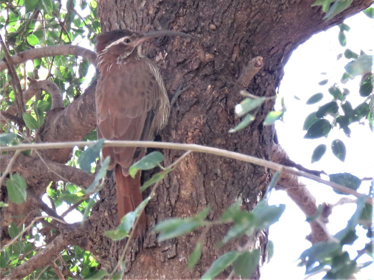 Foto Chinchero Grande