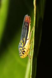  (Dilobopterus costalimai)