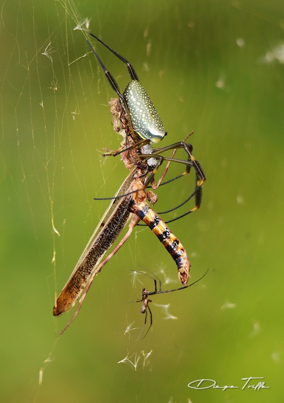 Foto Araña Tejedora Dorada
