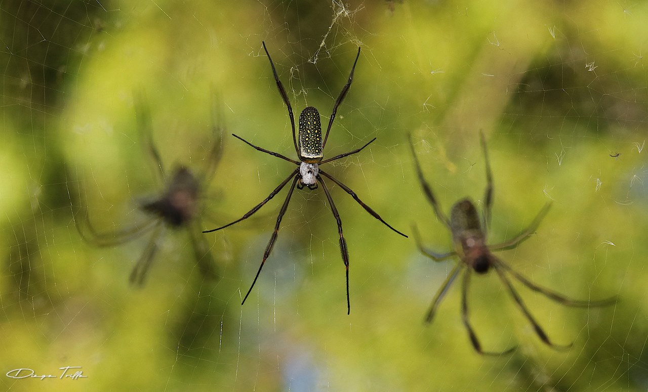 Foto Araña Tejedora Dorada