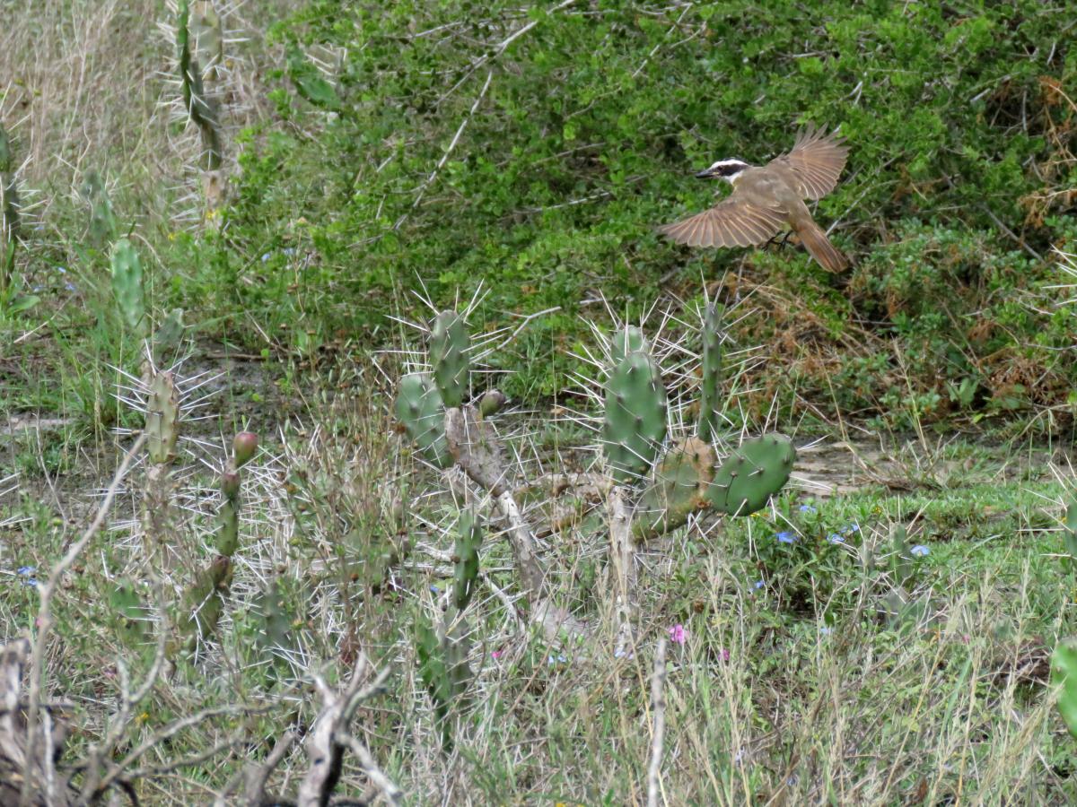 Foto Benteveo Común