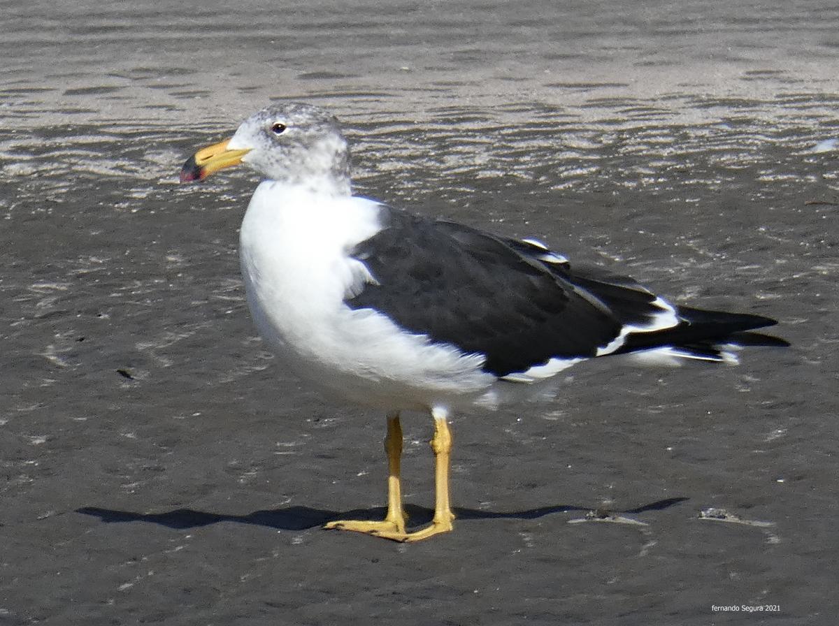 Foto Gaviota Cangrejera