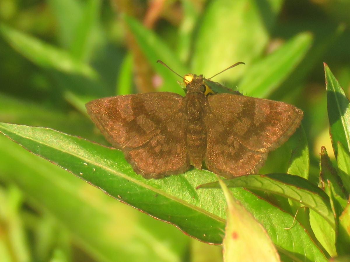 Foto Barrada Lilácea