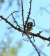 Argiope argentata