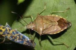  (Supputius cincticeps)