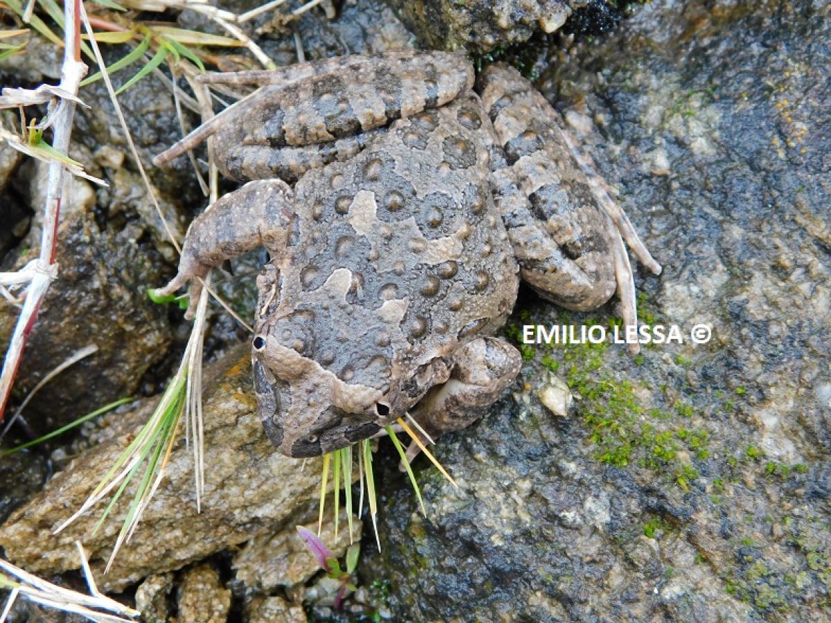 Photo Ranita de Las Correderas