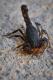 Bothriurus bonariensis