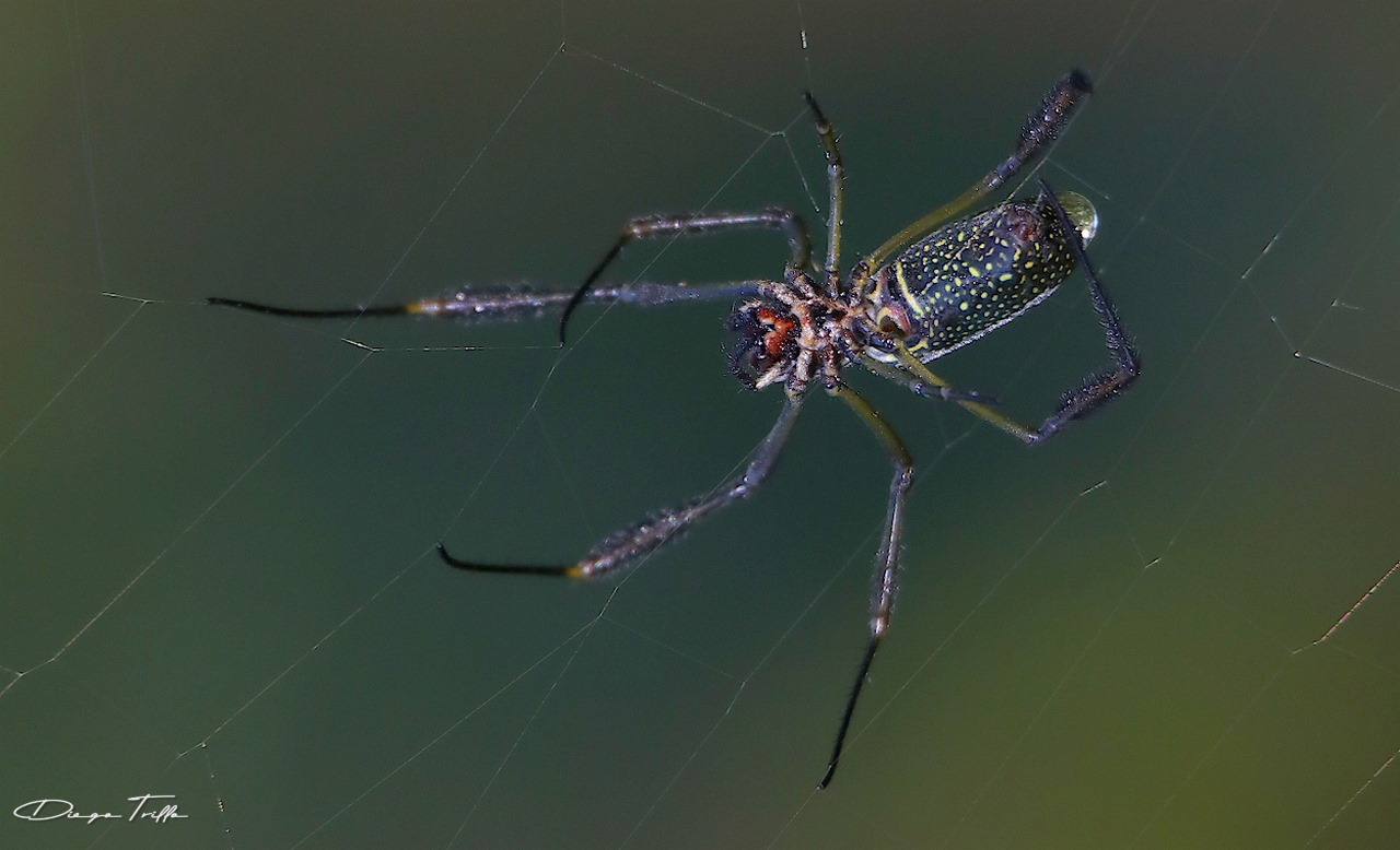 Photo Araña Tejedora Dorada