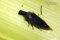  (Kronides cochleata)