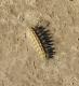 Paracles deserticola