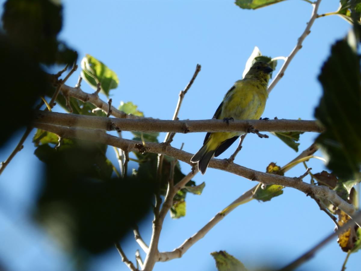 Foto Cabecitanegra Común