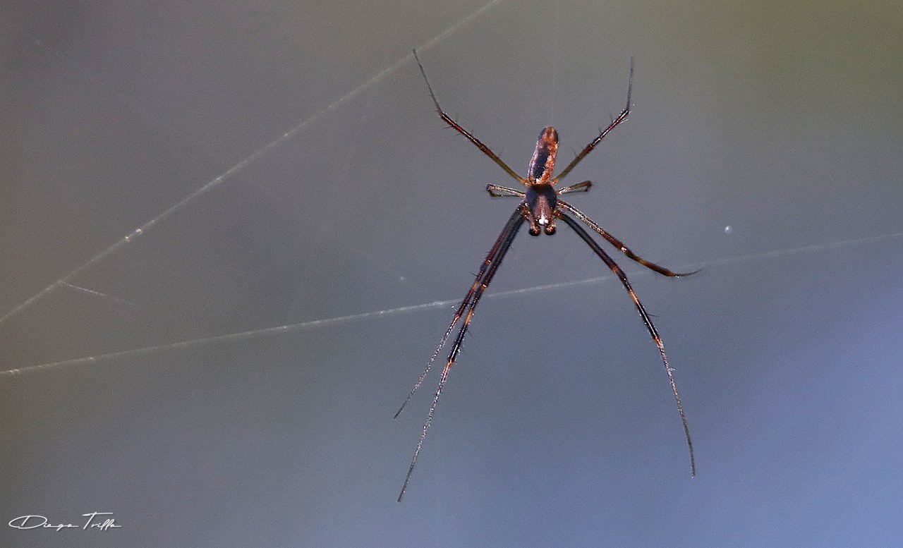 Foto Araña Tejedora Dorada
