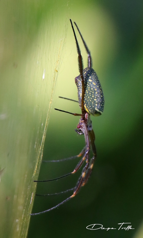 Foto Araña Tejedora Dorada