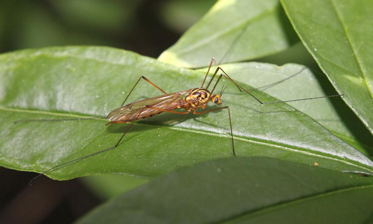  (Nephrotoma sp.)