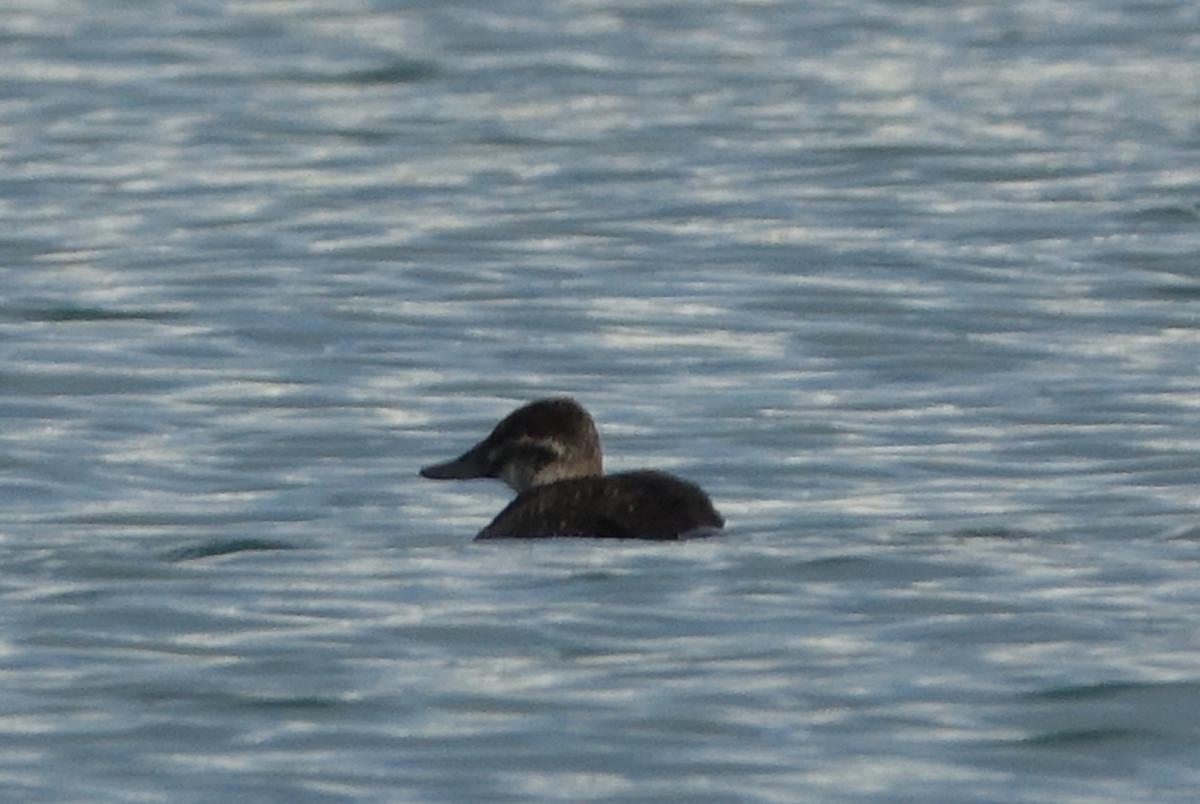 Foto Pato Zambullidor Chico