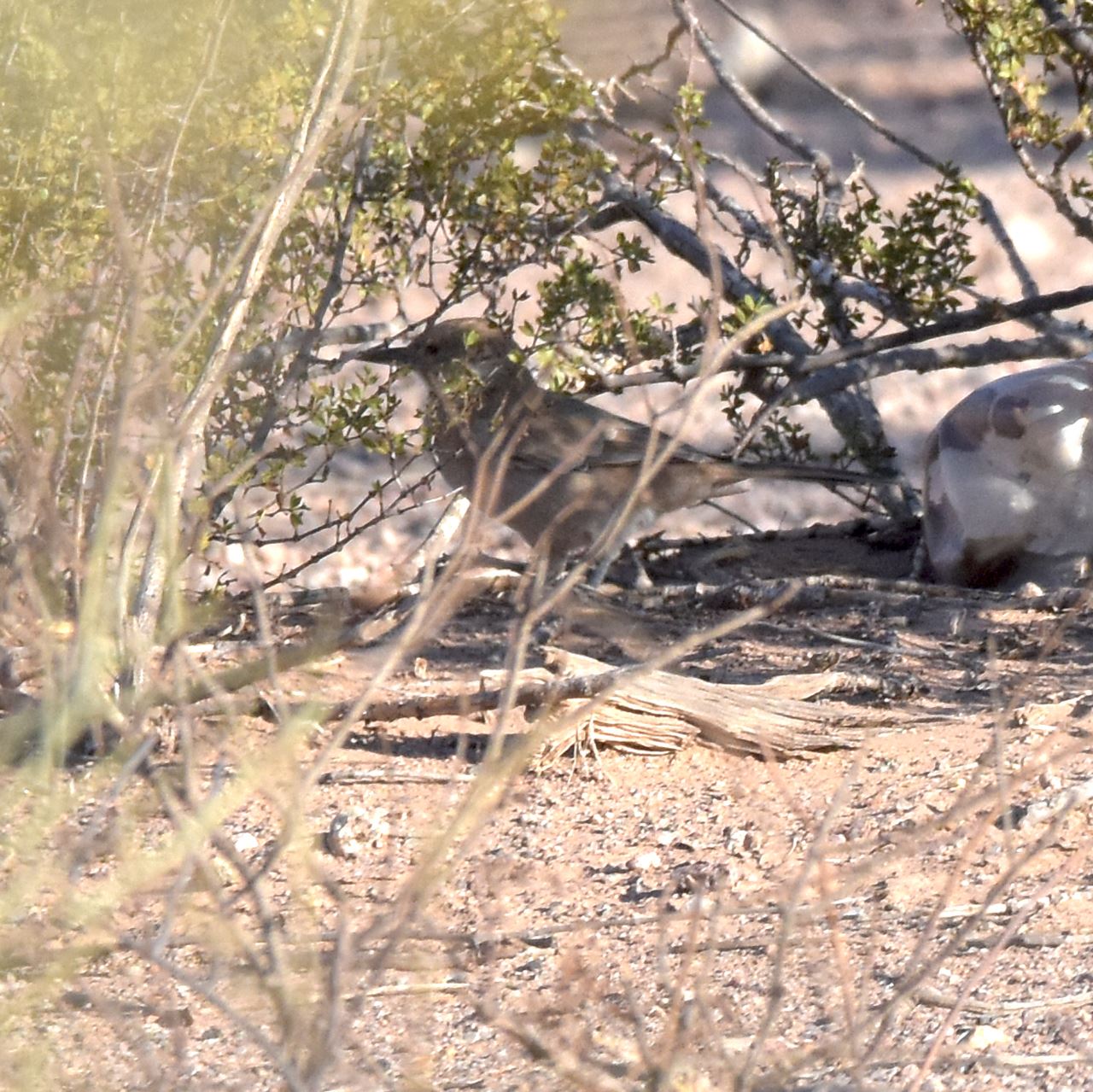 Photo Cacholote Pardo
