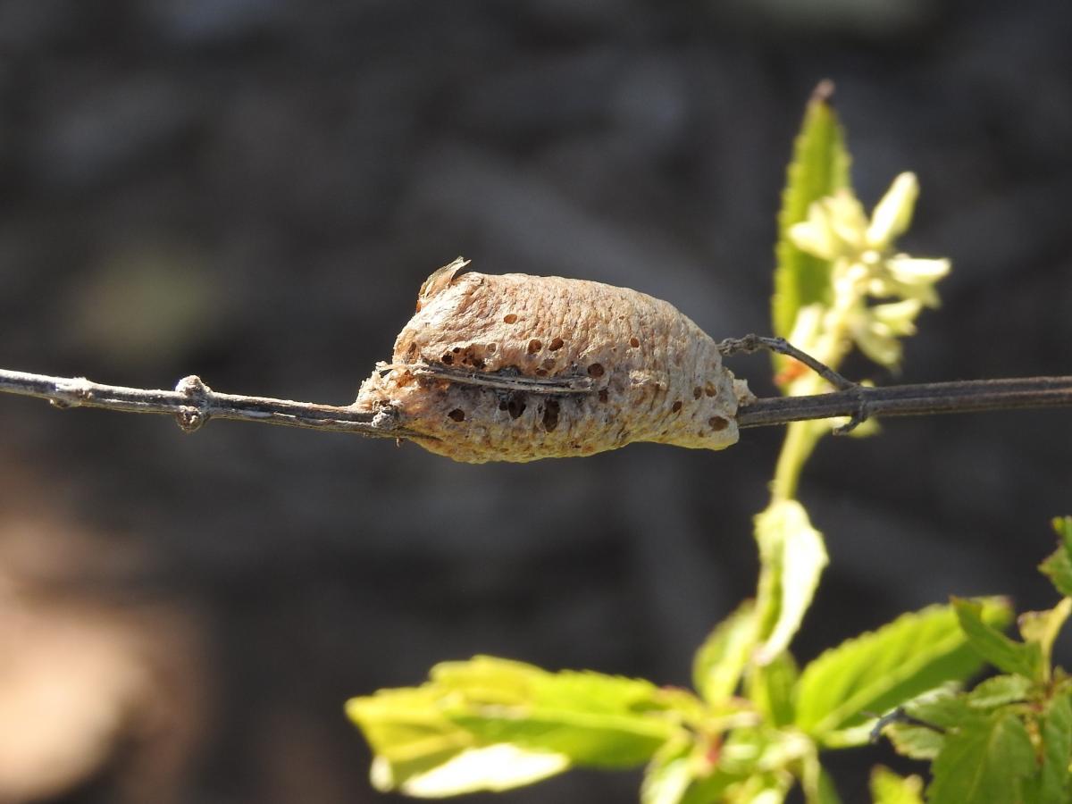 Foto Mantis de Alas Cortas