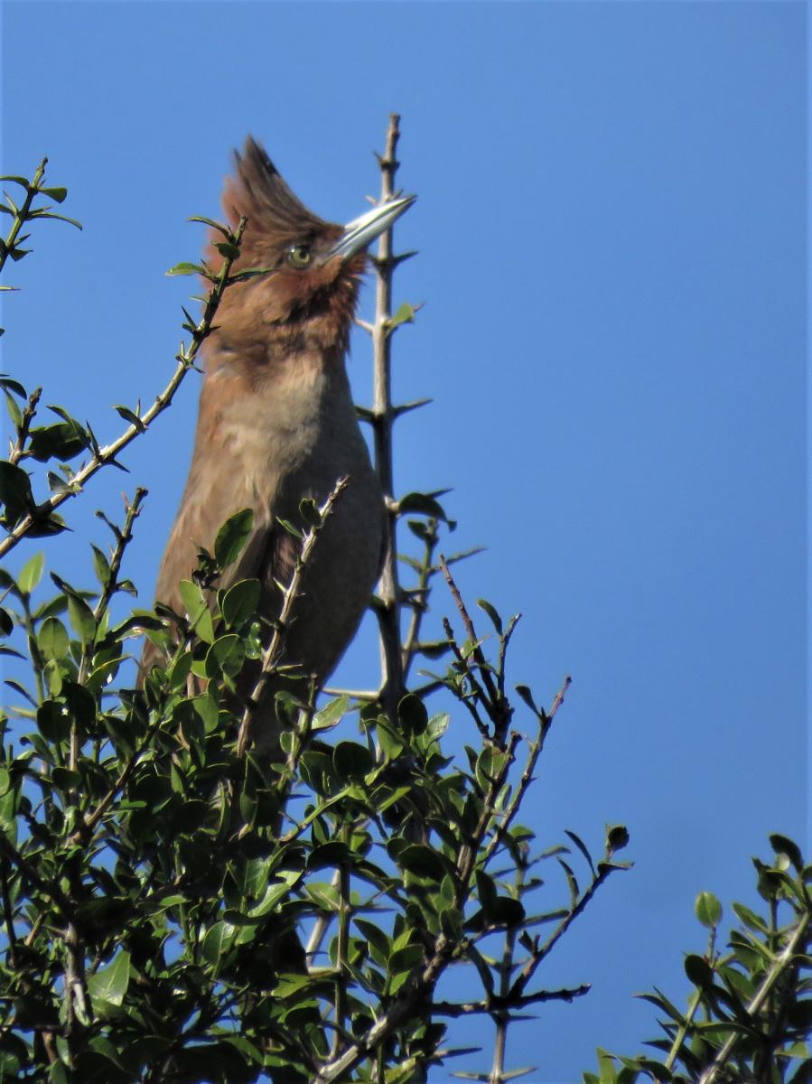Photo Cacholote Castaño