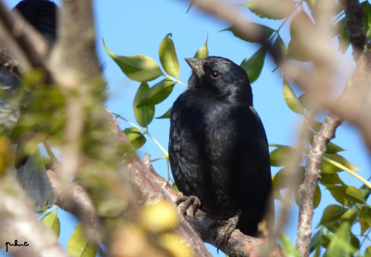 Photo Tordo Pico Corto