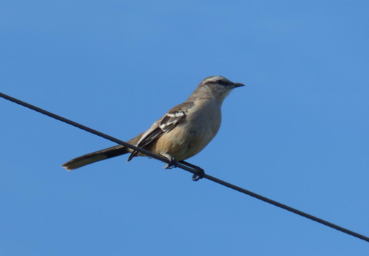 Photo Calandria Grande