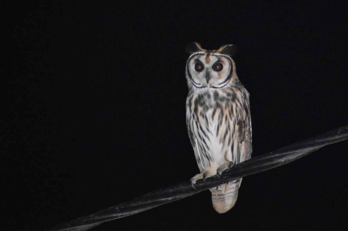 Foto Lechuzón Orejudo