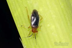  (Caulotops platensis)