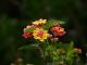 Lantana camara