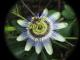 Passiflora caerulea