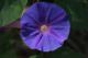 Ipomoea indica