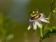 Passiflora caerulea