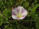 Convolvulus soldanella