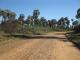 Butia yatay