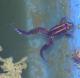Leptodactylus luctator
