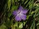 Vinca major