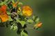 Abutilon grandifolium