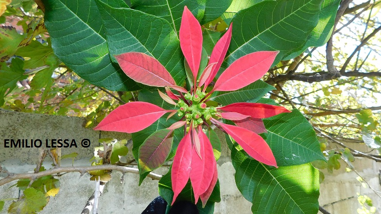 Foto Estrella Federal