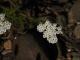Achillea millefolium
