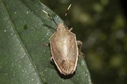  (Serdia indistincta)