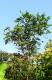 Bauhinia forficata