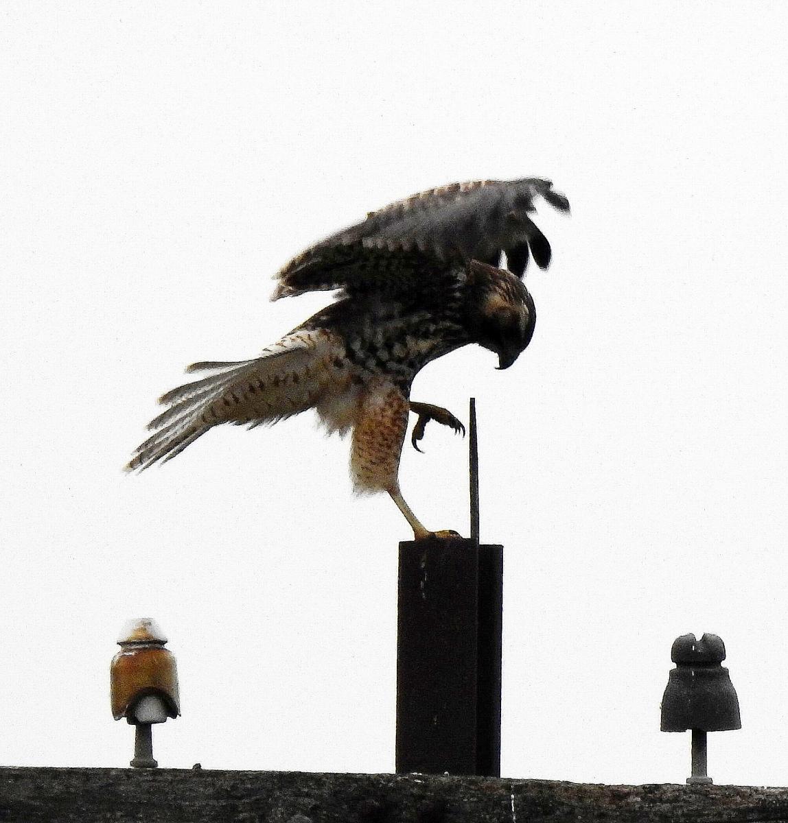 Foto Aguilucho Común