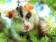 Didelphis albiventris