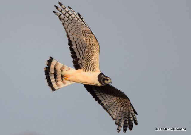 Foto Gavilán Planeador