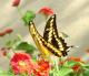 Papilio thoas
