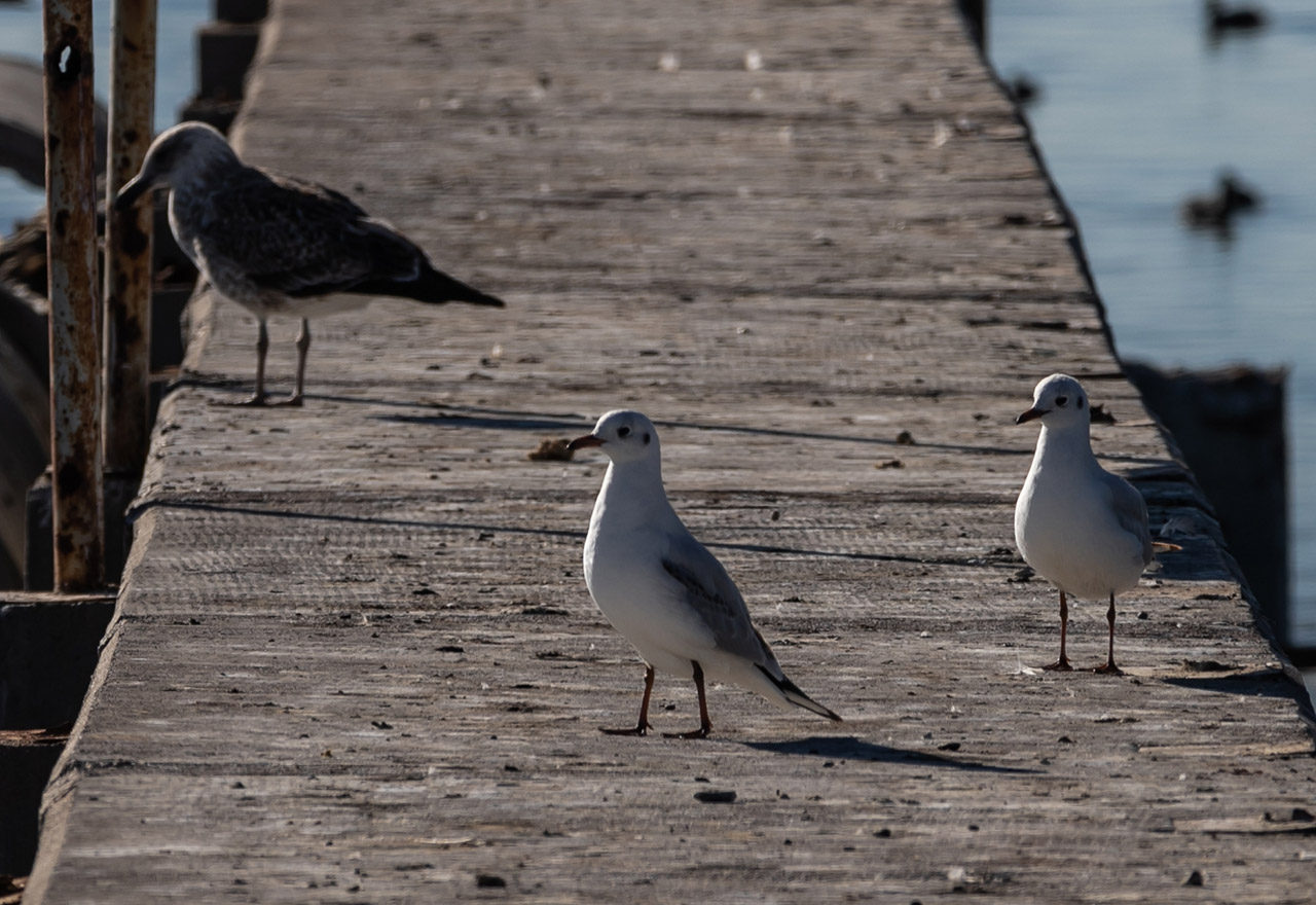 Foto Gaviota Capucho Café