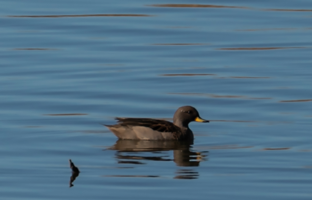 Photo Pato Barcino