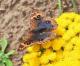Junonia genoveva