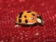 Harmonia axyridis