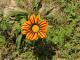Gazania linearis